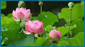 Đóa Sen Khiết Tinh